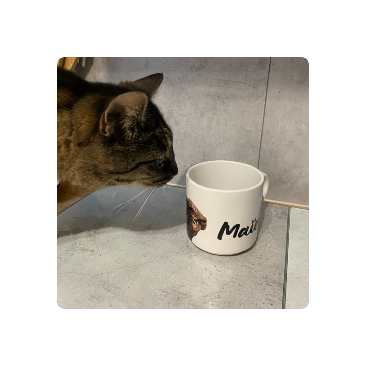 La rencontre entre votre animal de compagnie et son reflet dans la tasse.